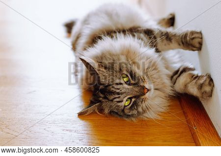 Funny Fluffy Cat Long-haired, Gray Striped, Lies On Wooden Floor, On Its Side, Leaning With Four Paw