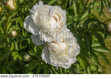 Close Up View Of Blooming White Peonies In Garden Sunny Day.