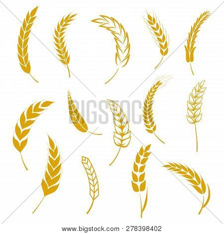 Set Of Simple Wheats Ears Icons And Grain Design Elements For Beer, Organic Wheats Local Farm Fresh 