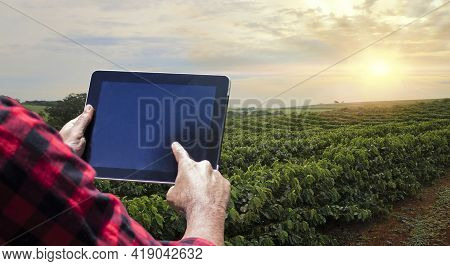 Farmer With Tablet Computer On The Coffee Plantation Field Countryside At Sunset. Space For Text.