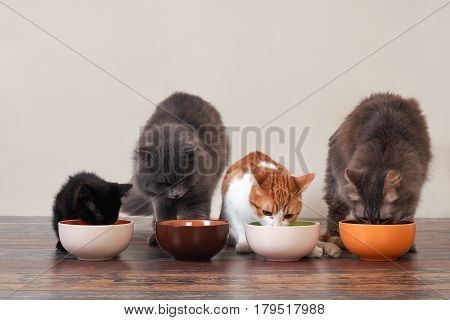 Domestic cats eat pet food on the floor from bowls