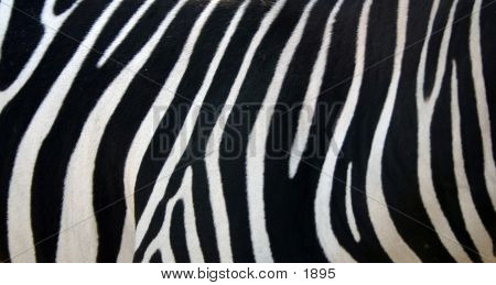 Zebra Stripes