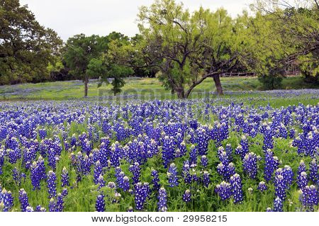 Bluebonnets On A Hillside