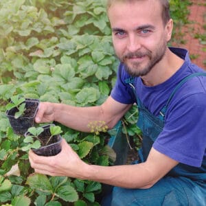 Erik Hoffner website admin and strawberry gardener.