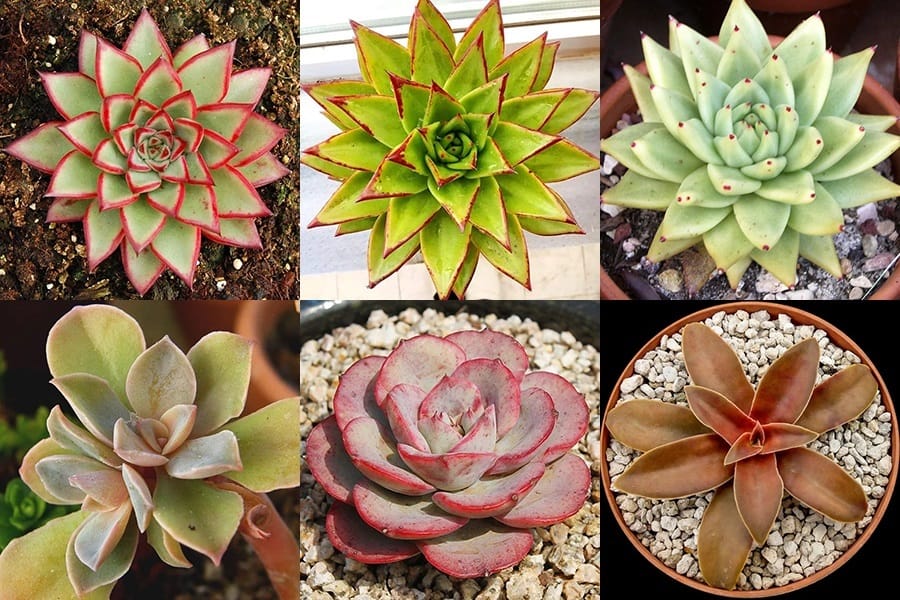 Echeveria Types